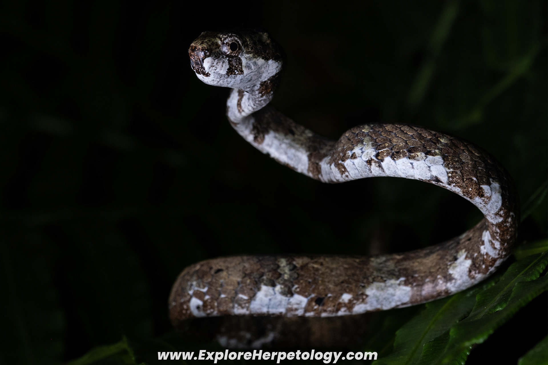 Blunt-headed slug snake (Aplopeltura boa).