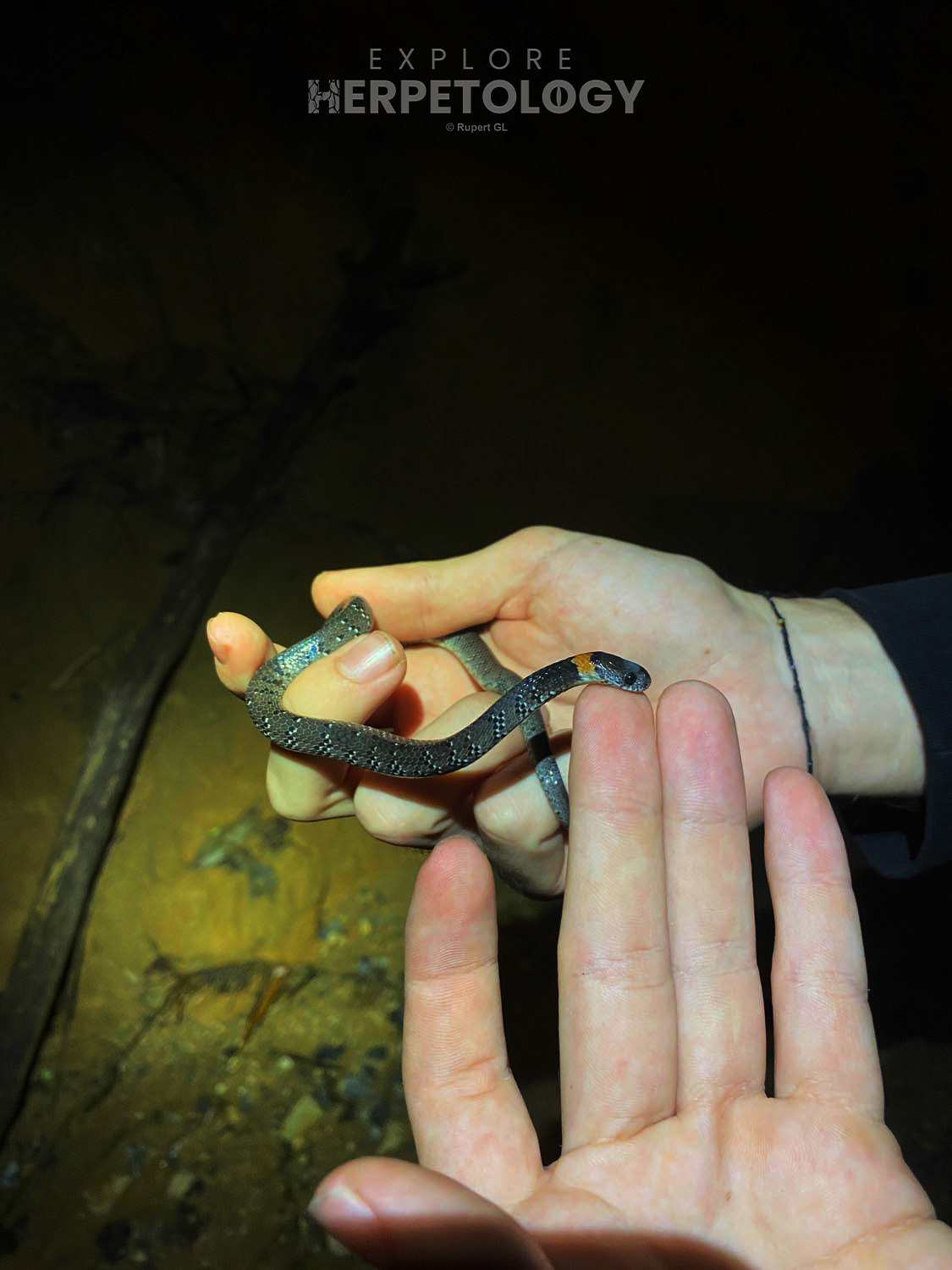 White-spotted slug snake (Pareas margaritophorus)