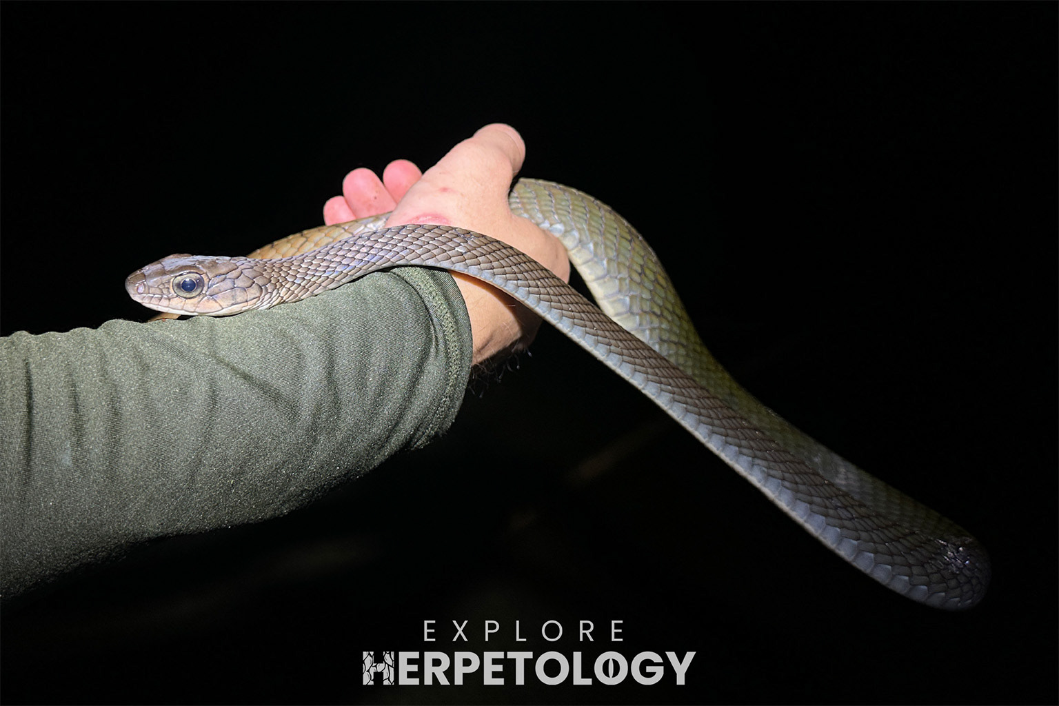 White-bellied rat snake (Ptyas fusca).