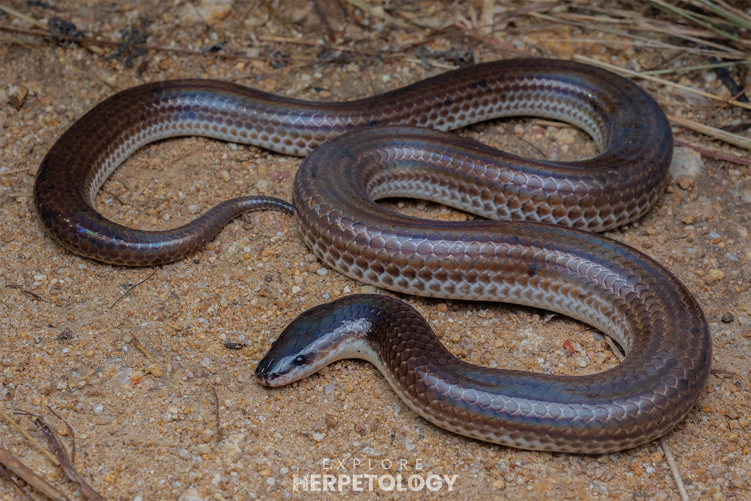 Sunbeam snake (Xenopeltis unicolor)
