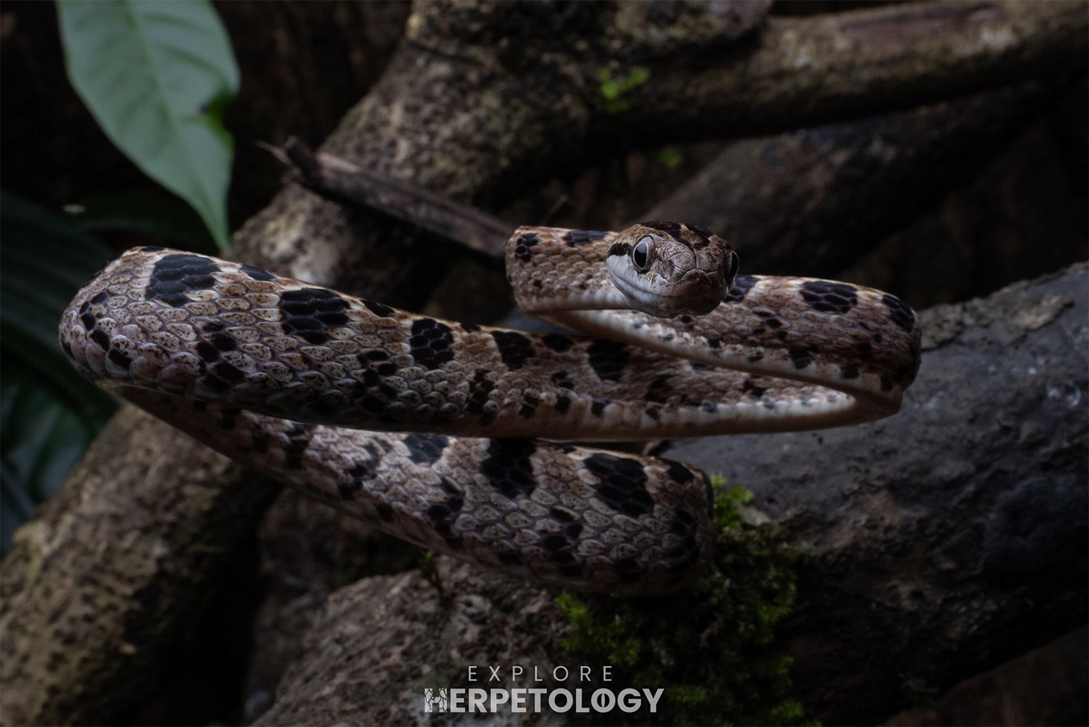 Many-spotted cat snake (Boiga multomaculata)