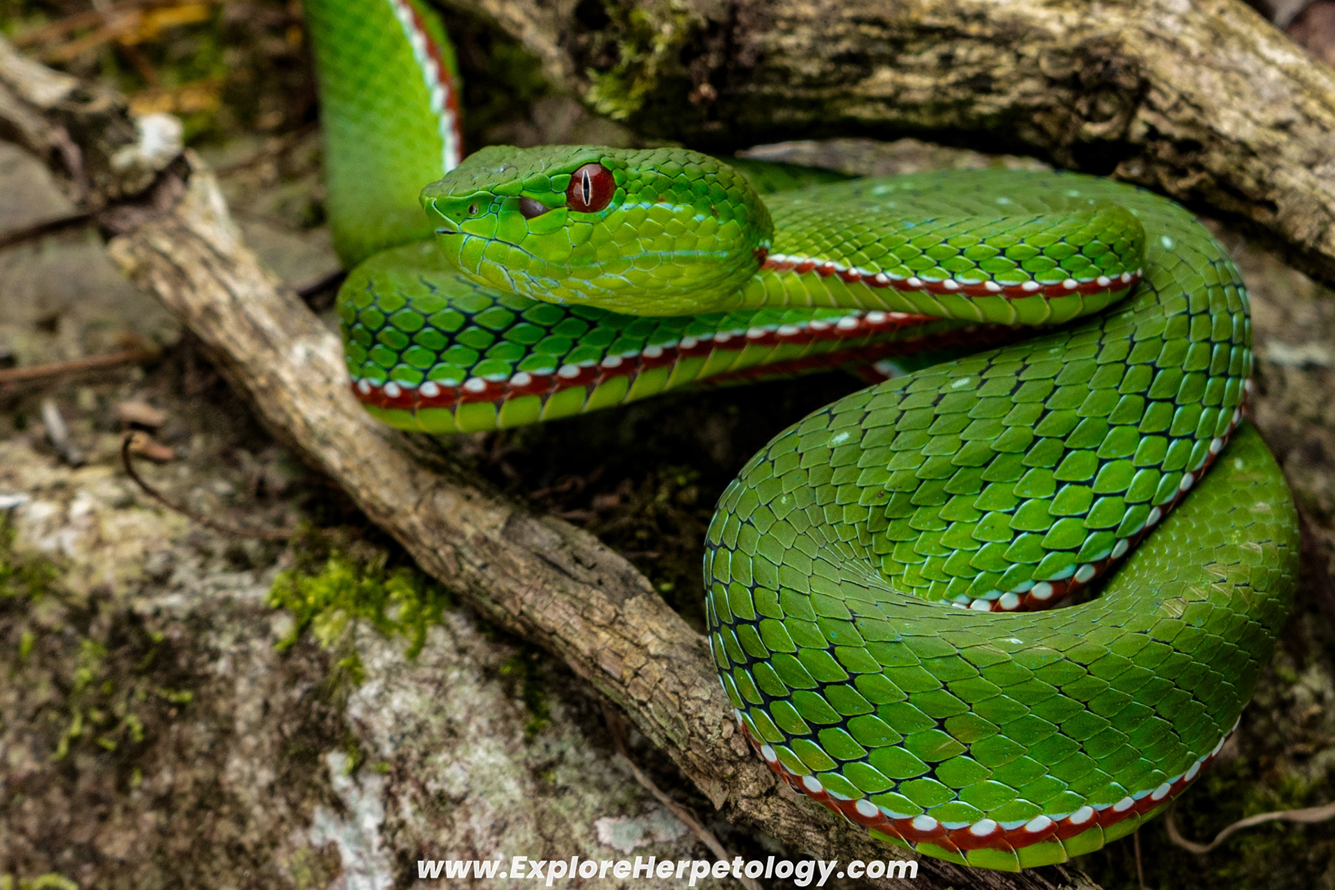 Gumprecht's pit viper (Trimeresurus gumprechti). 