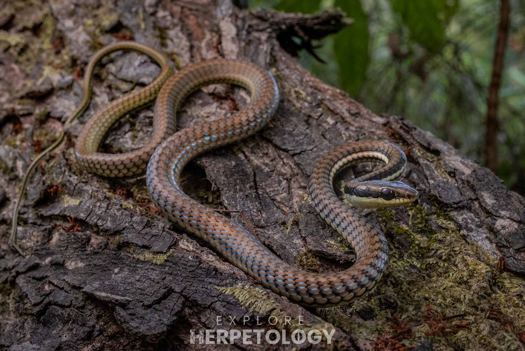 Philippine bronzeback (Dendrelaphis philippensis).