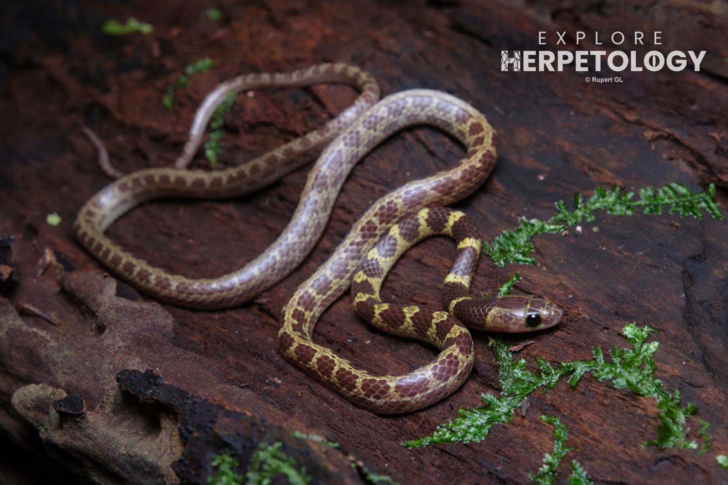 Malayan bridle snake (Lycodon subannulatus)