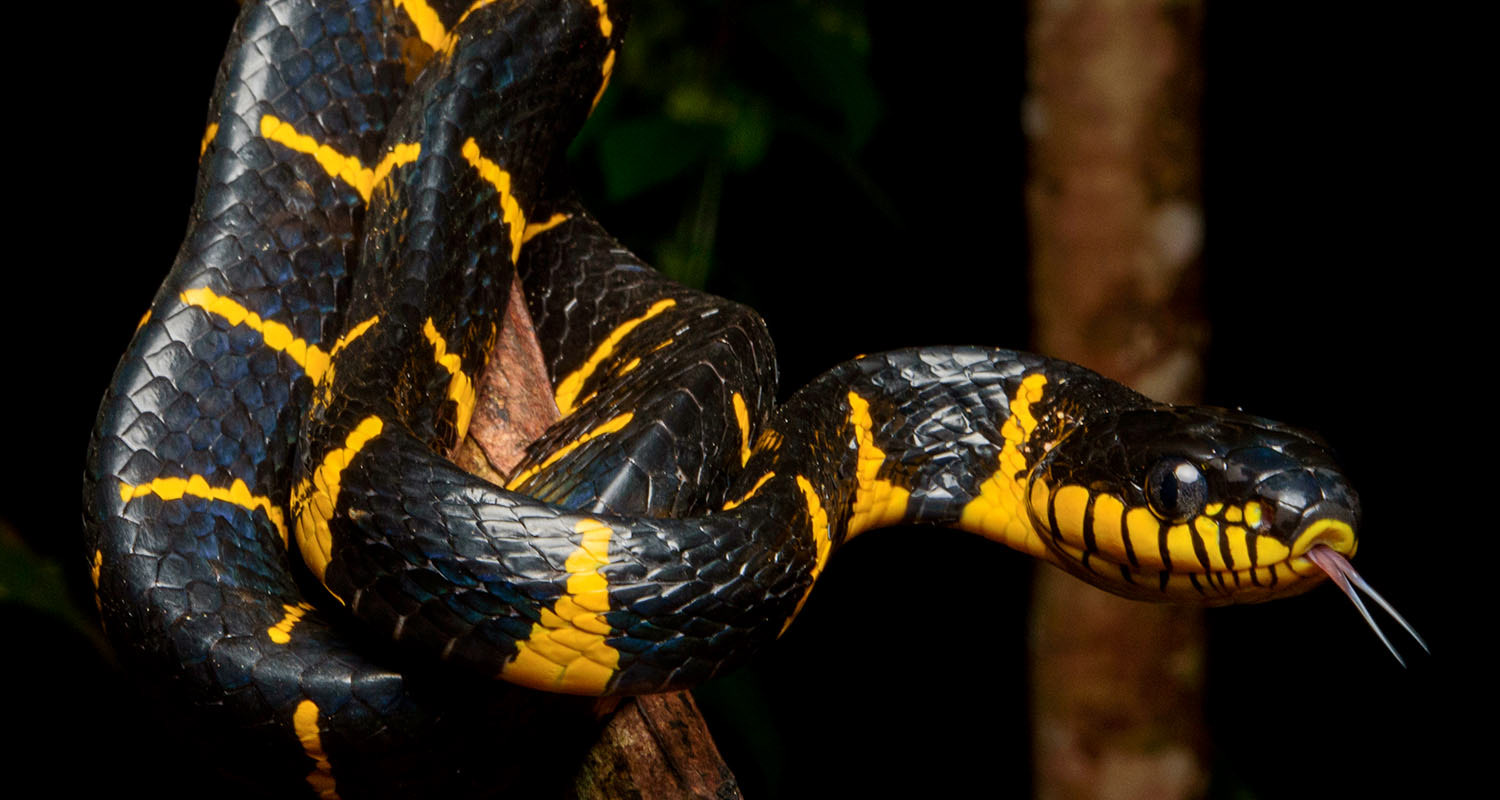Mangrove cat snake (Boiga melanota)