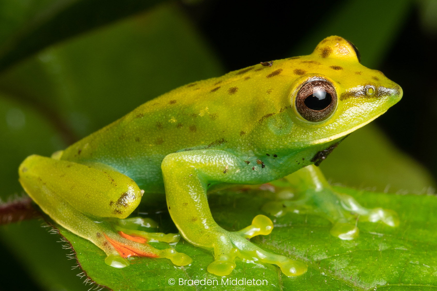 Zhangixalus achantharrhena