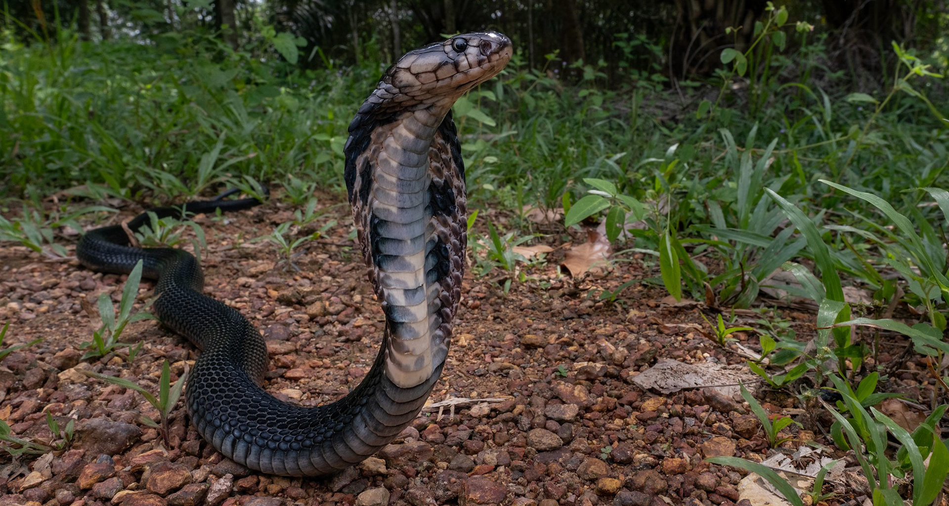 Sumatran cobra (Naja sumatrana).