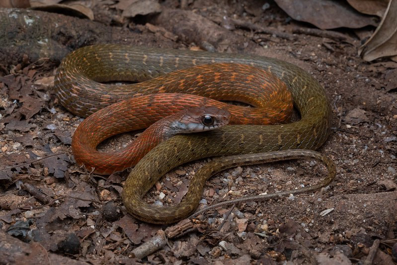 Speckle-bellied keelback (Rhabdophis chrysargos)