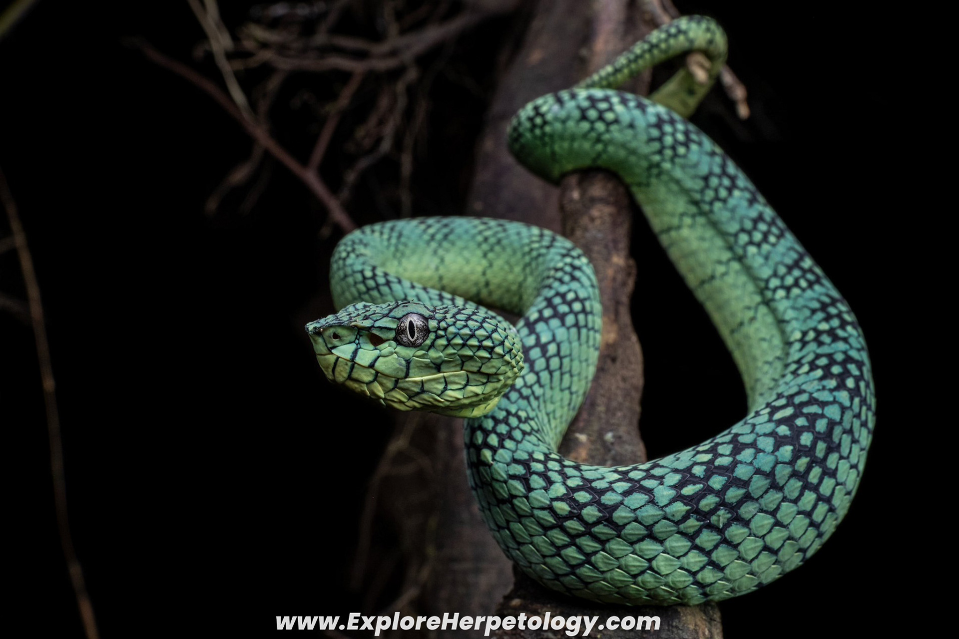 Juvenile female South Philippine temple viper (Tropidolaemus philippensis).