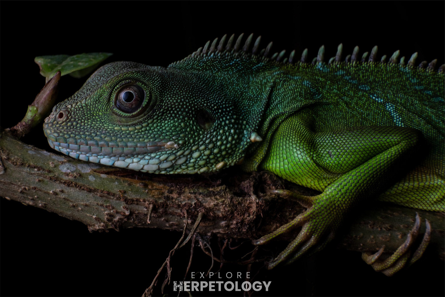 Indo-Chinese water dragon (Physignathus cocincinus)
