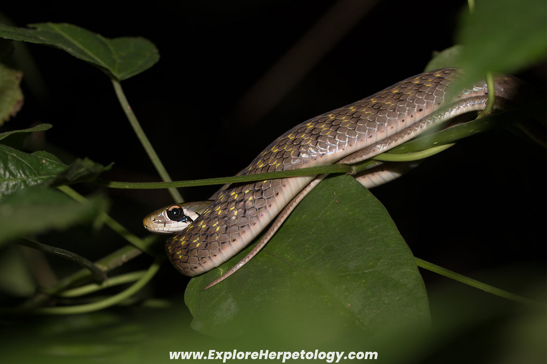 Siamese red-necked keelback (Rhabdophis siamensis).