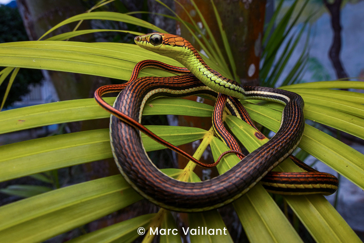 Striped bronzeback (Dendrelaphis caudolineatus).