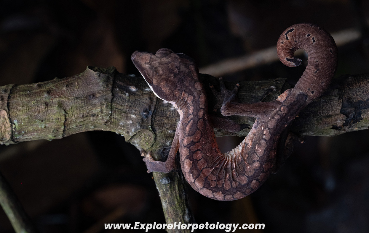 Cat gecko (Aleuroscalabotes felinus).