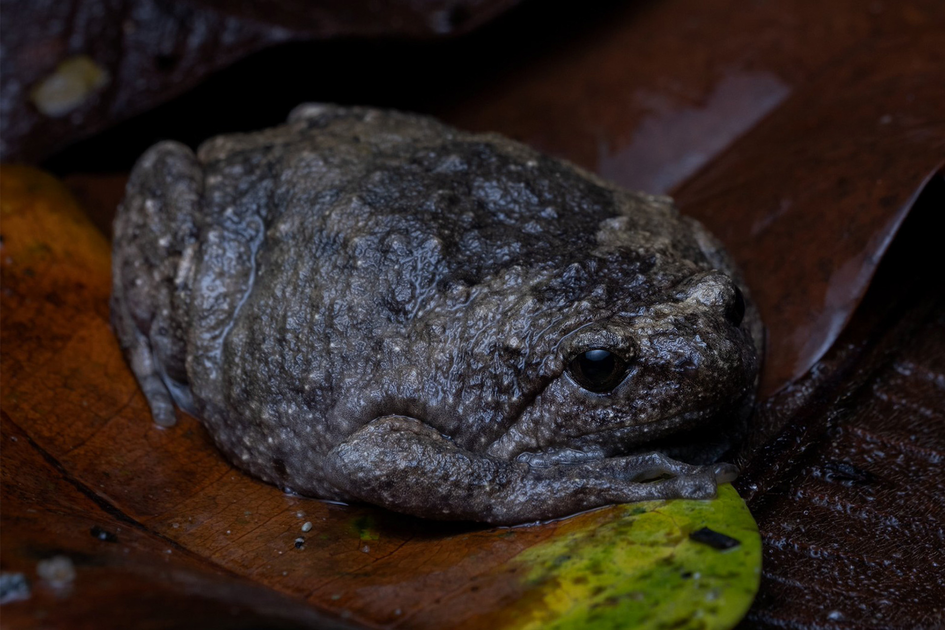 Wide-disked bullfrog (Kaloula latidisca)