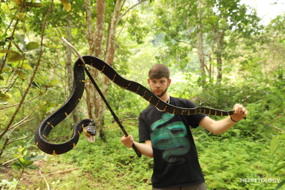 Aiden with the first Mangrove cat snake (Boiga melanota)
