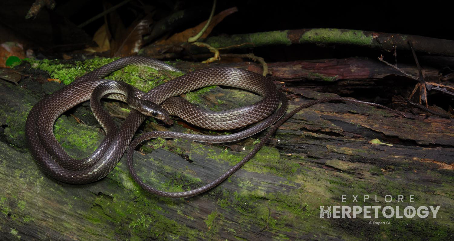 Dusky/slender wolf snake (Lycodon albofuscus)