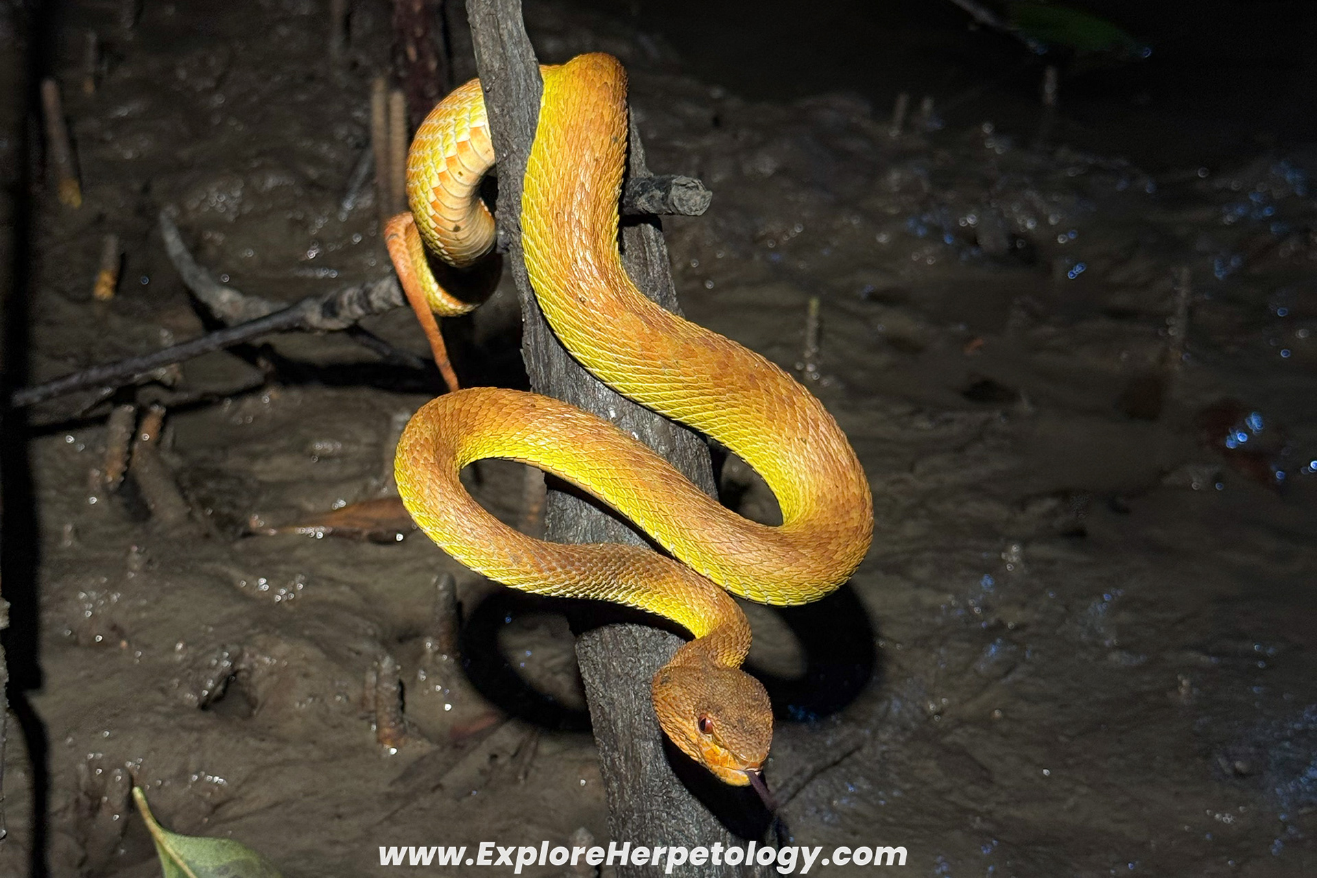 Yellow-orange morph mangrove pit viper (Trimeresurus purpureomaculatus).