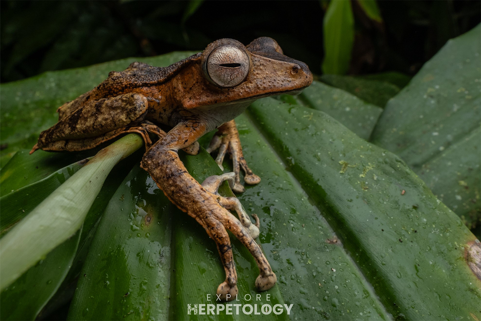 False file-eared tree frog (Polypedates pseudotilophus)