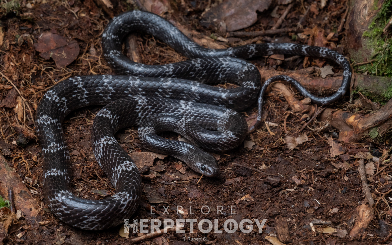 Butler's wolf snake (Lycodon butleri)