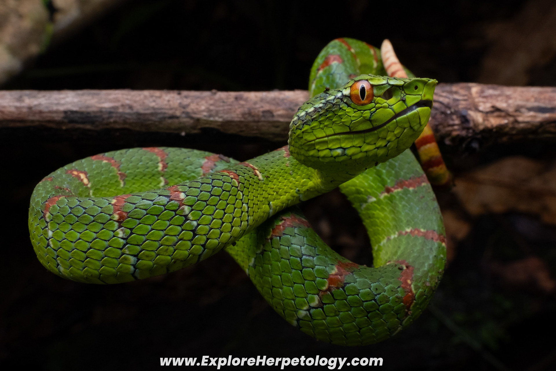 North-Philippine temple viper (Tropidolaemus subannulatus).
