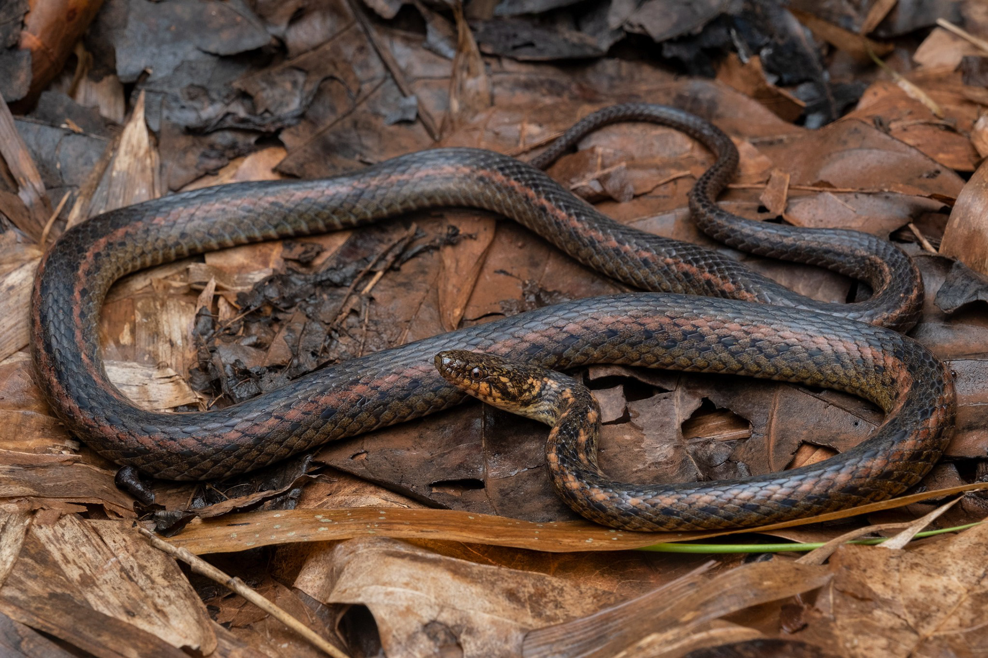 Fire-backed keelback (Hebius igneus)