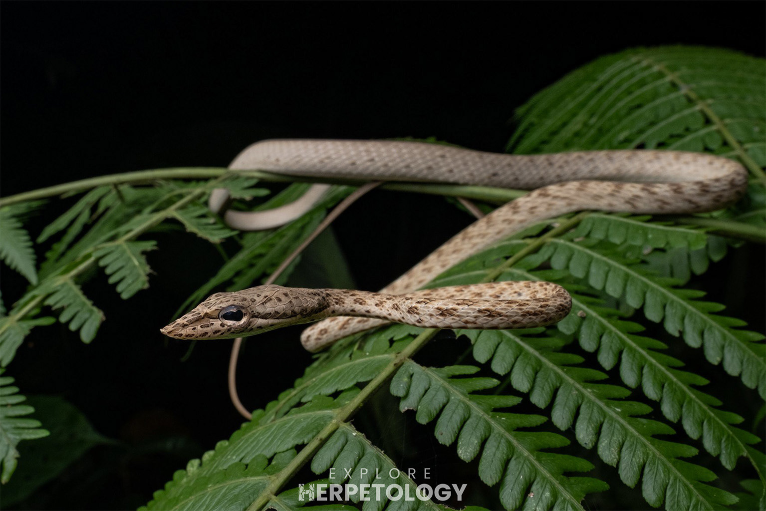 Speckle-headed vine snake (Ahaetulla fasciolata)