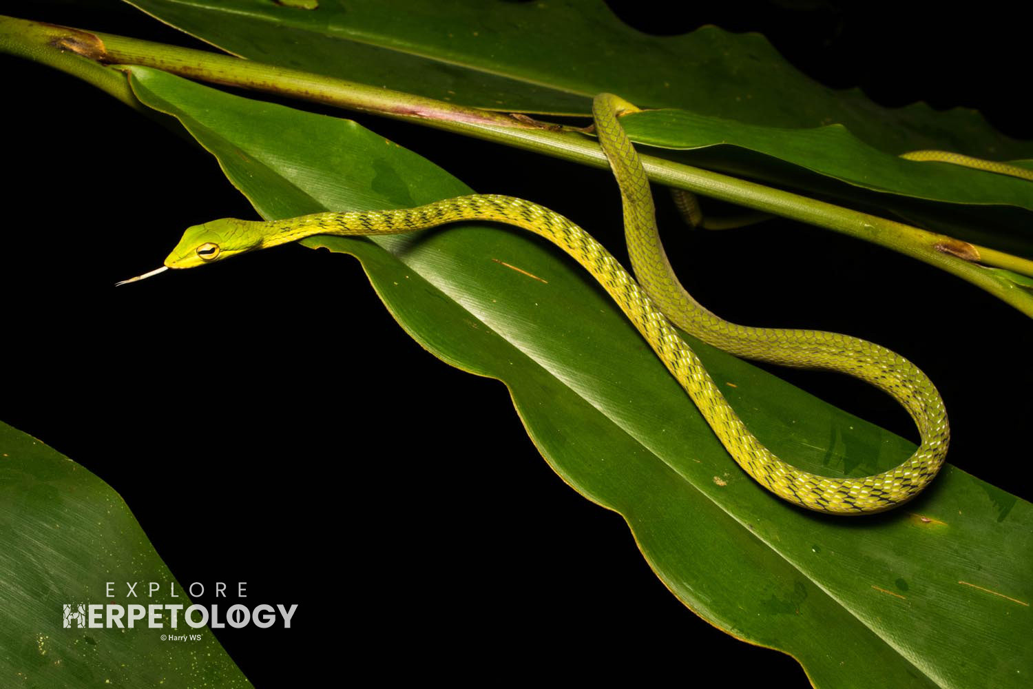 Malayan-vine snake (Ahaetulla mycterizans)