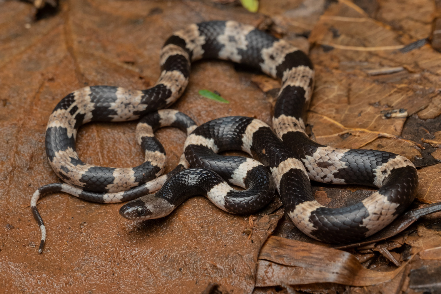 Banded wolf snake (Lycodon fasciatus).