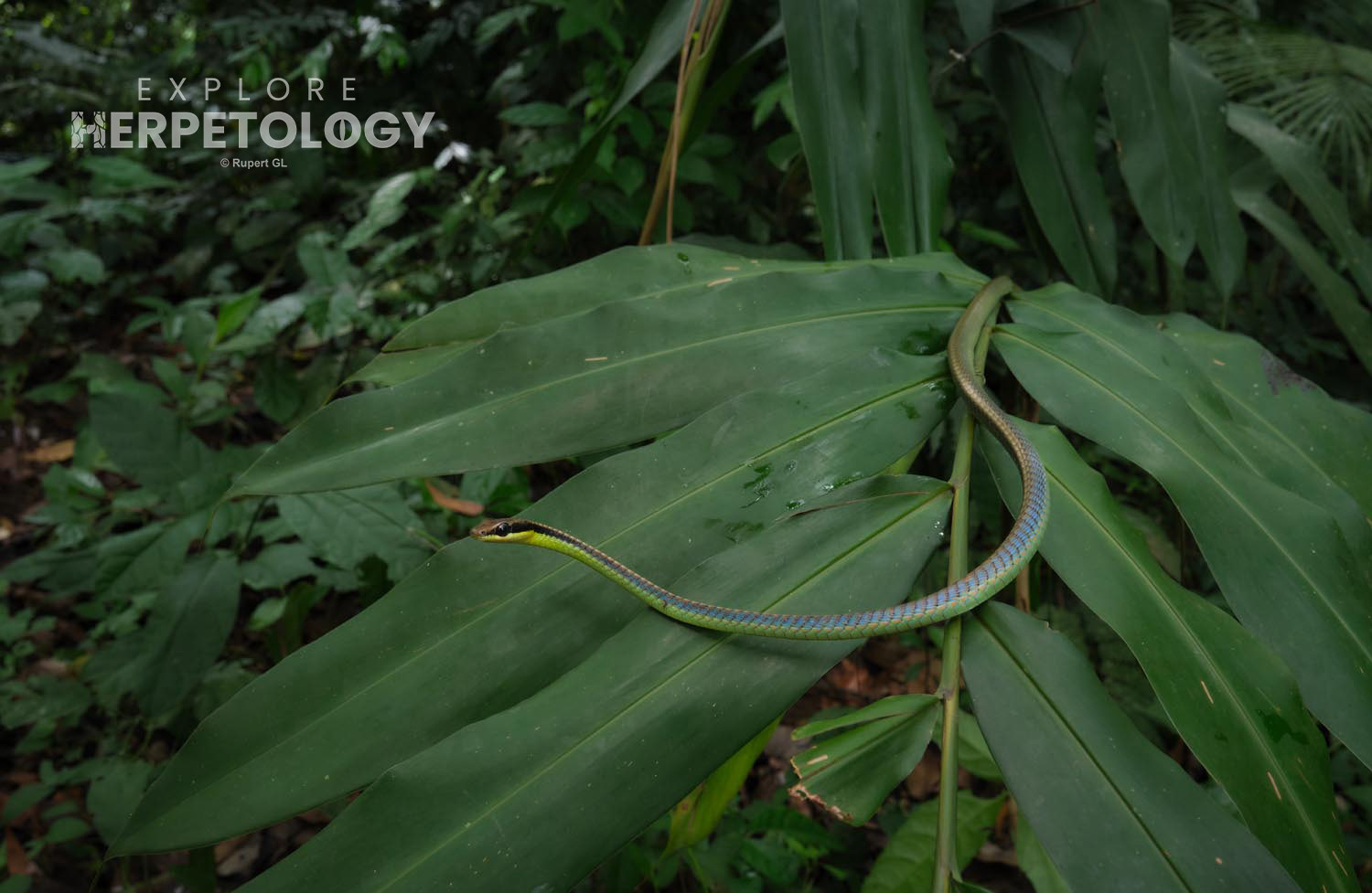 Blue bronzebck (Dendrelaphis cyanochloris)