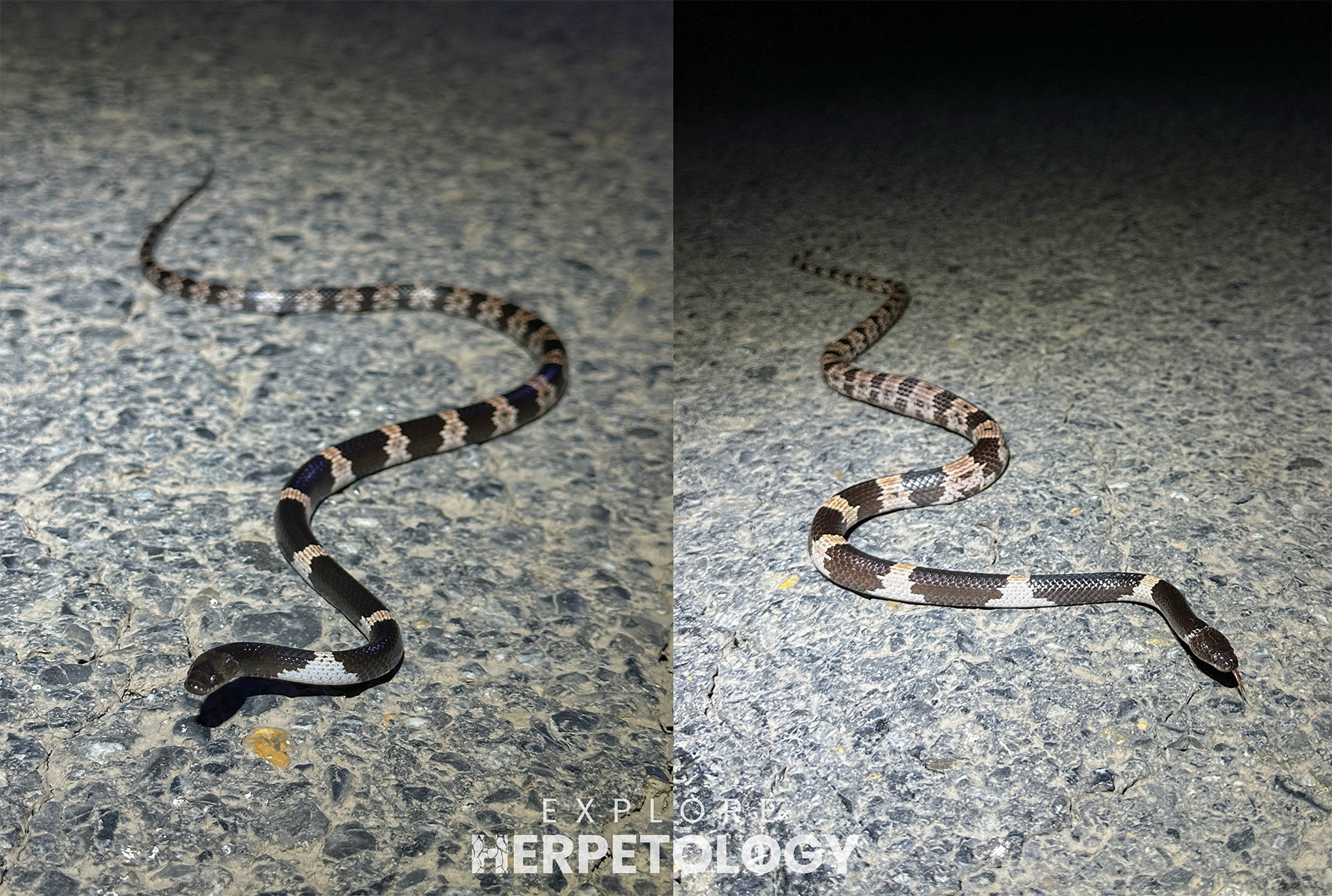 2 different Lycodon fasciatus