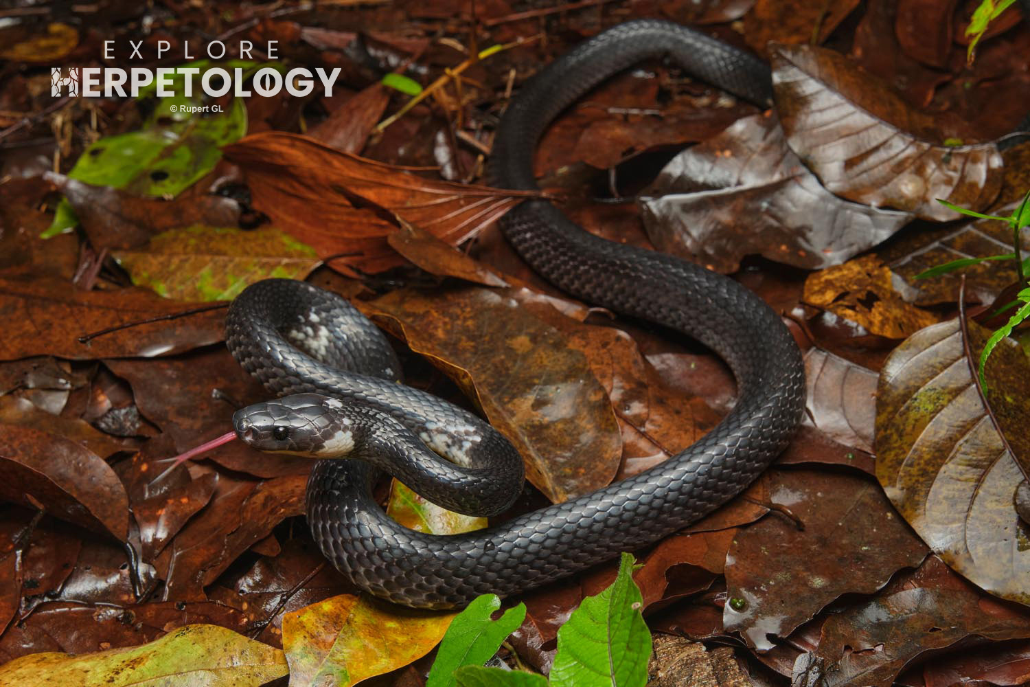 Malayan banded wolf snake (Lycodon subcinctus)