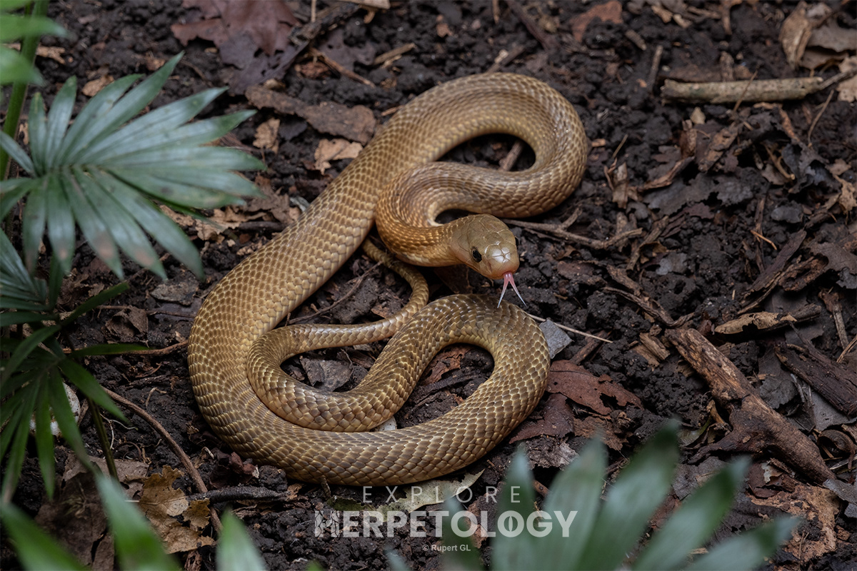 Juvenile Sumatran cobra (Naja sumatrana).