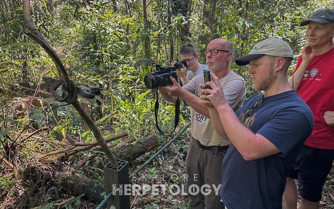 Photography shortly after finding Boiga jaspidea