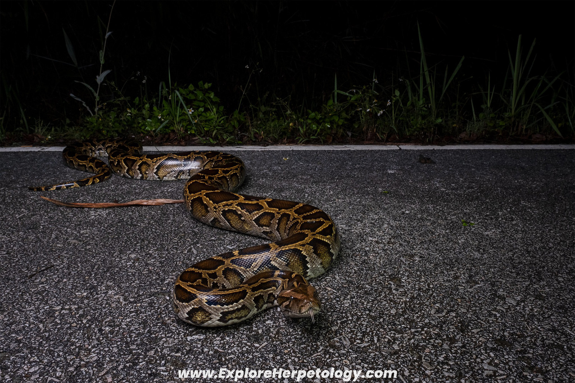 Burmese python (Python bivittatus).