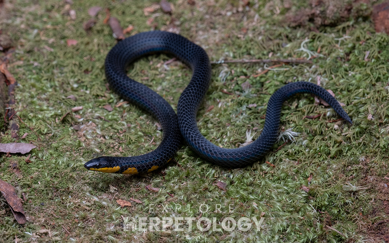 Tweedie's reed snake (Macrocalamus tweediei)