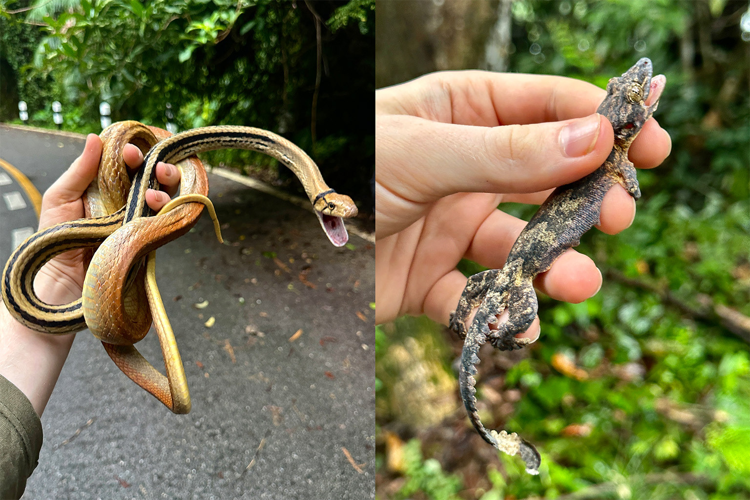 Radiated rat snake (Coelognathus radiata) & Cambodian gliding gecko (Gekko tokehos)