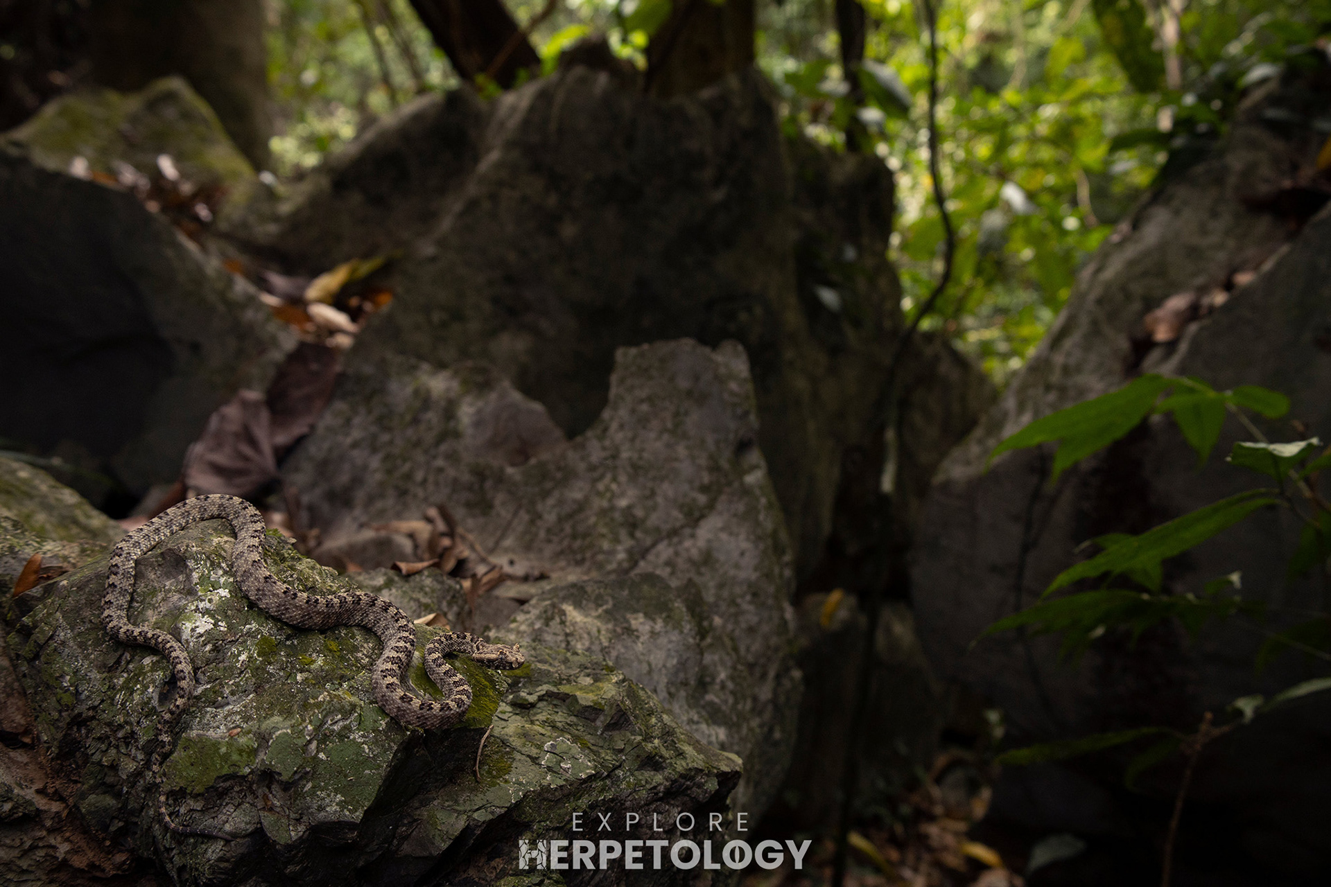 Three horn-scaled lancehead (Protobothrops sieversorum)