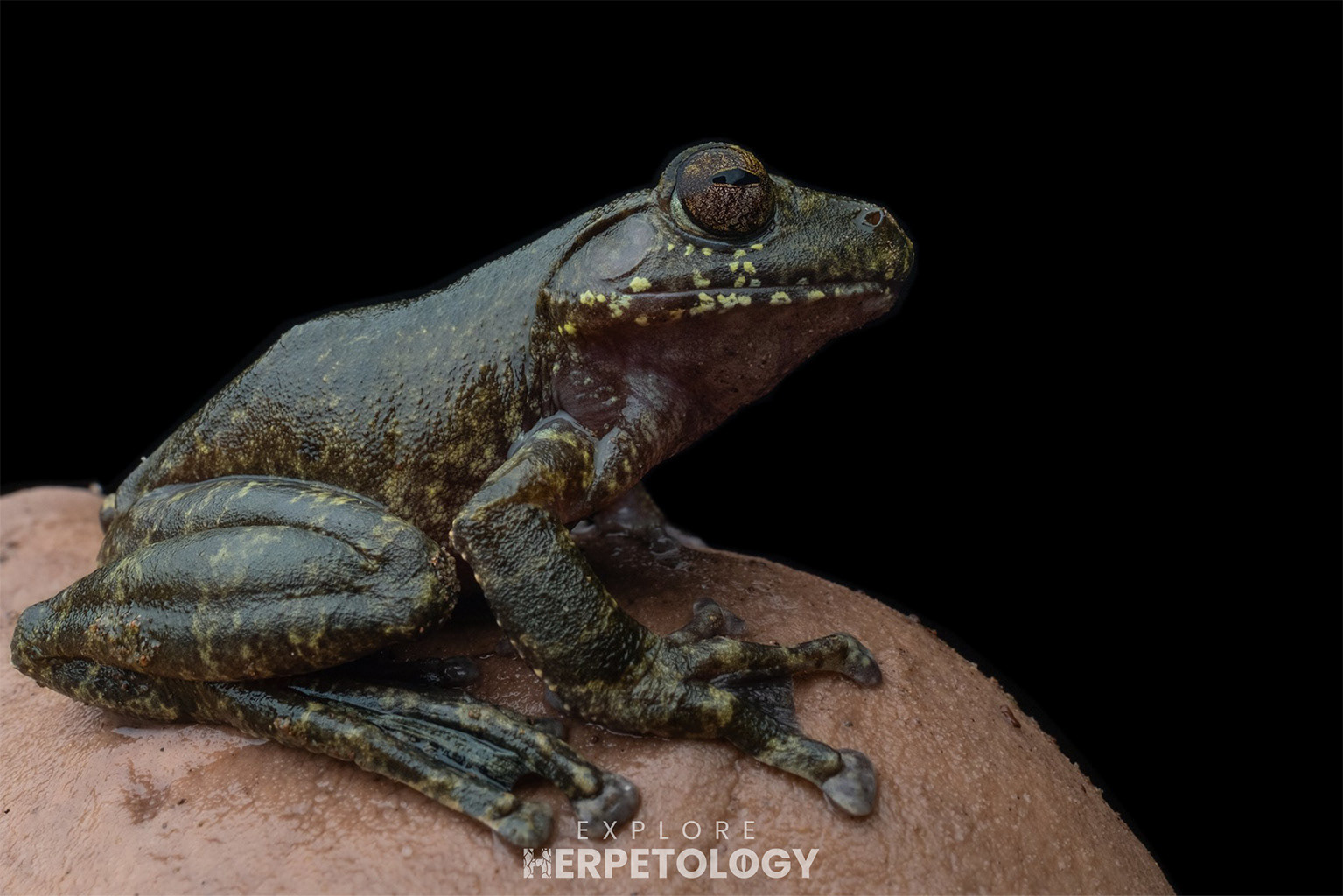 Cave flying frog (Rhacophorus spelaeus)