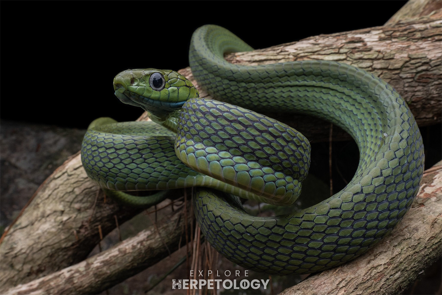 Green cat snake (Boiga cyanea)