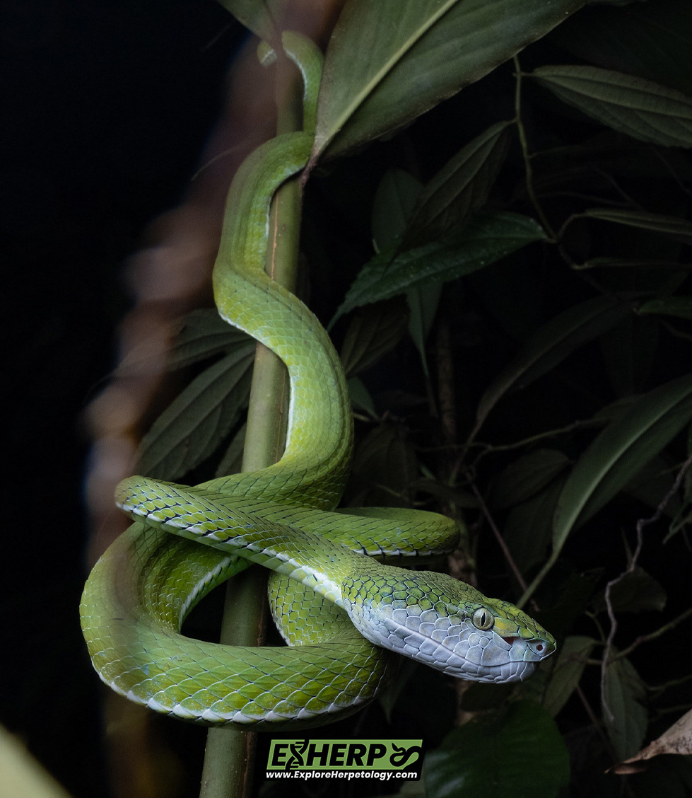 Hagen's pit viper (Trimeresurus hageni).