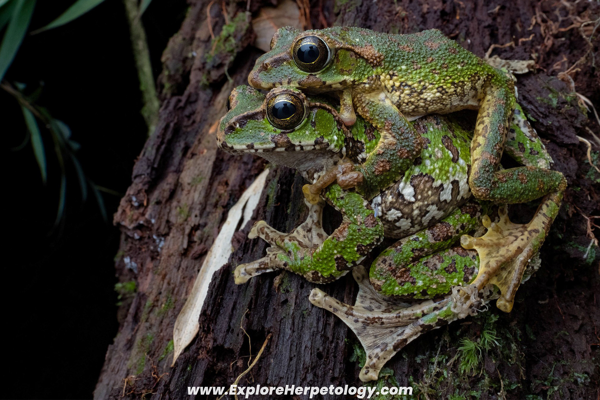 Dubois' flying frog (Zhangixalus duboisi).