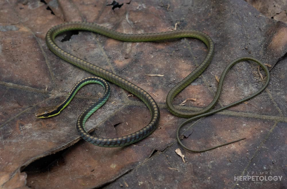 Blue bronzeback (Dendrelaphis cyanochloris)