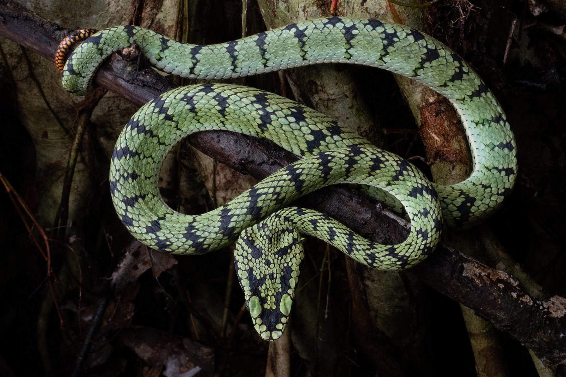 Sumatran pit viper (Trimeresurus sumatranus).