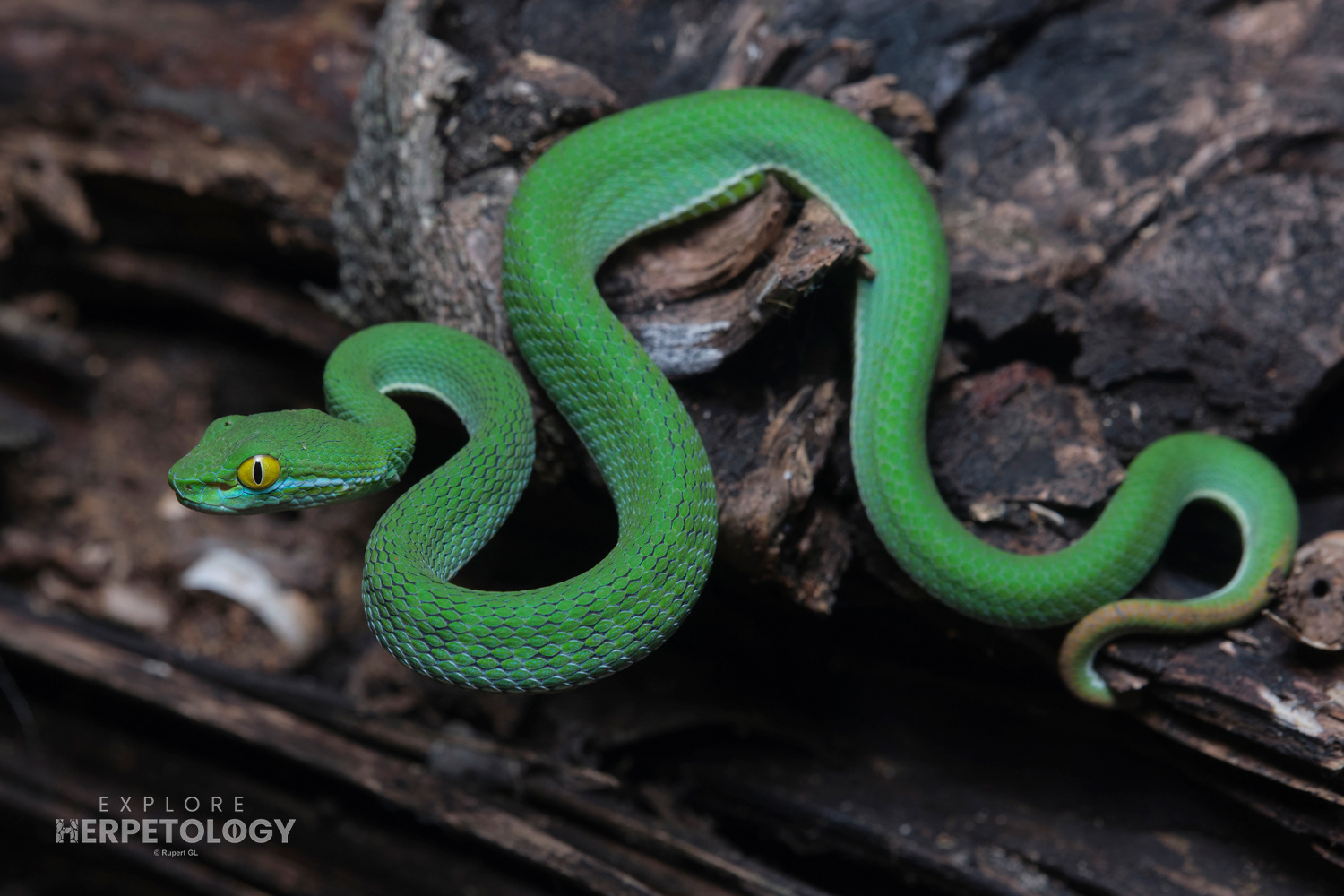 Trimeresurus macrops juvenile.