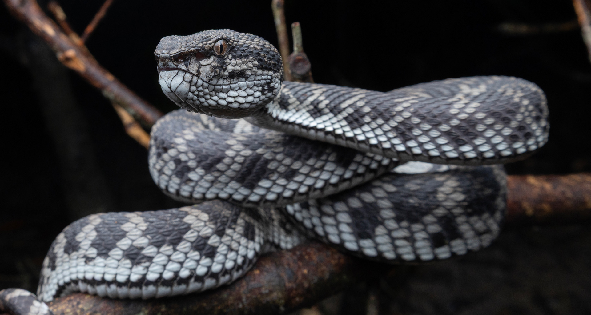 Mangrove pit viper (Trimeresurus purpureomaculatus).