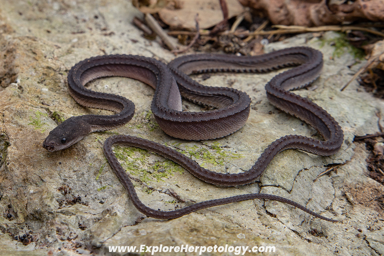 Dragon snake (Xenodermus javanicus).