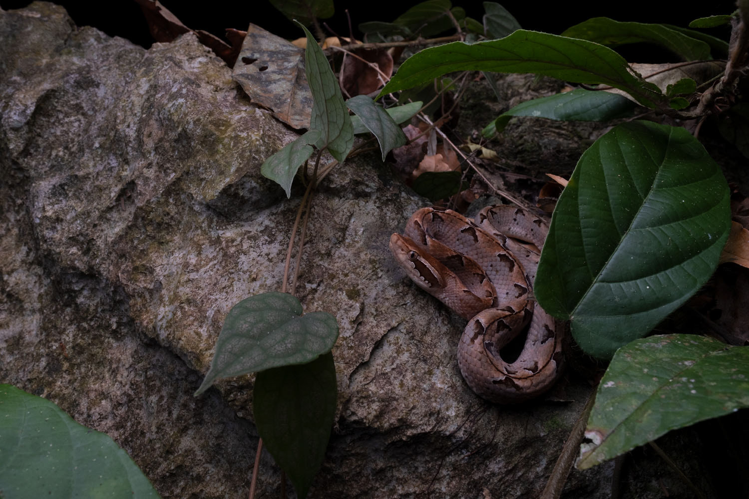 Malayan pit viper (Calloselasma rhodostoma)