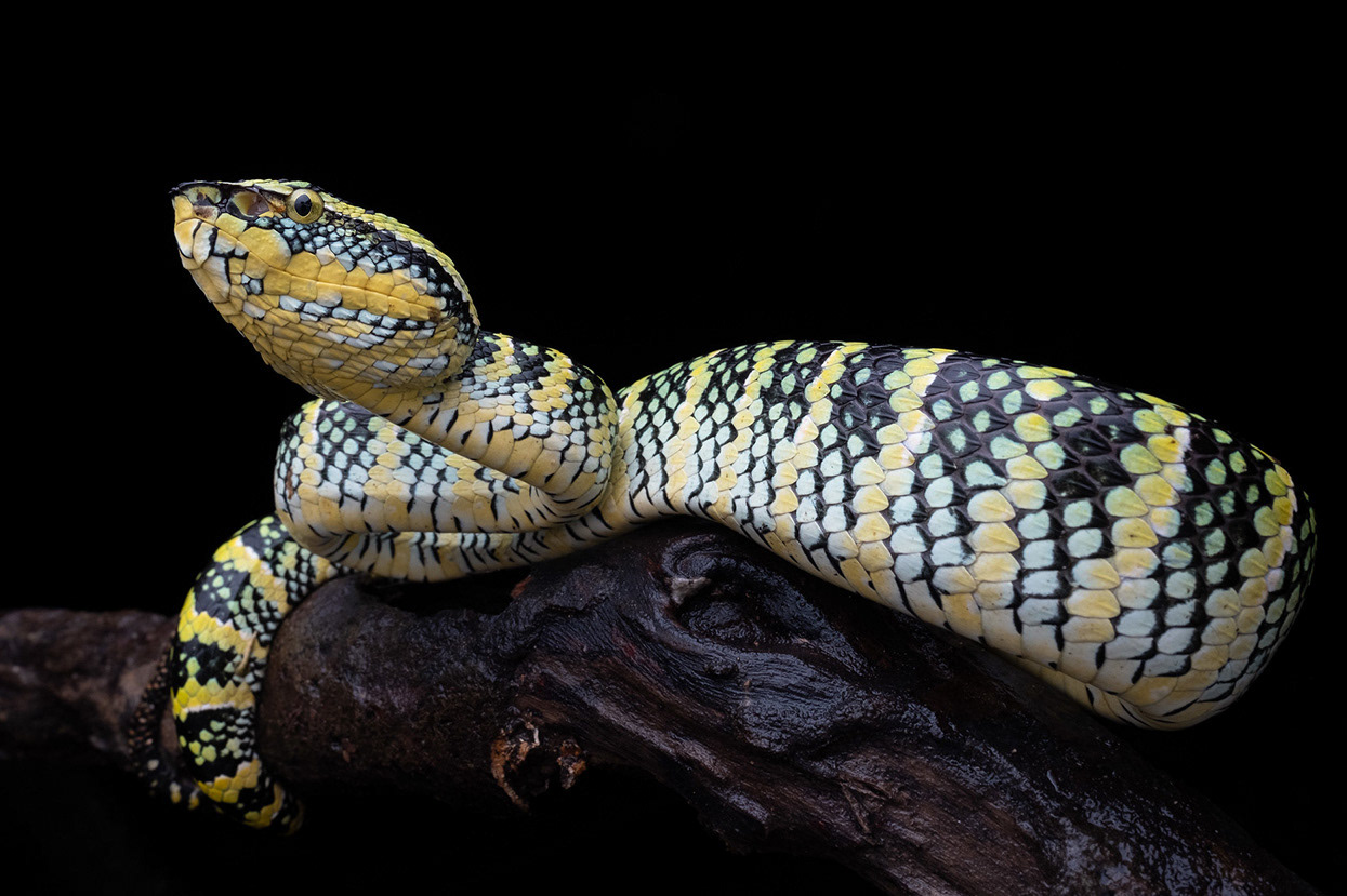 Wagler's pit viper (Tropidolaemus wagleri).