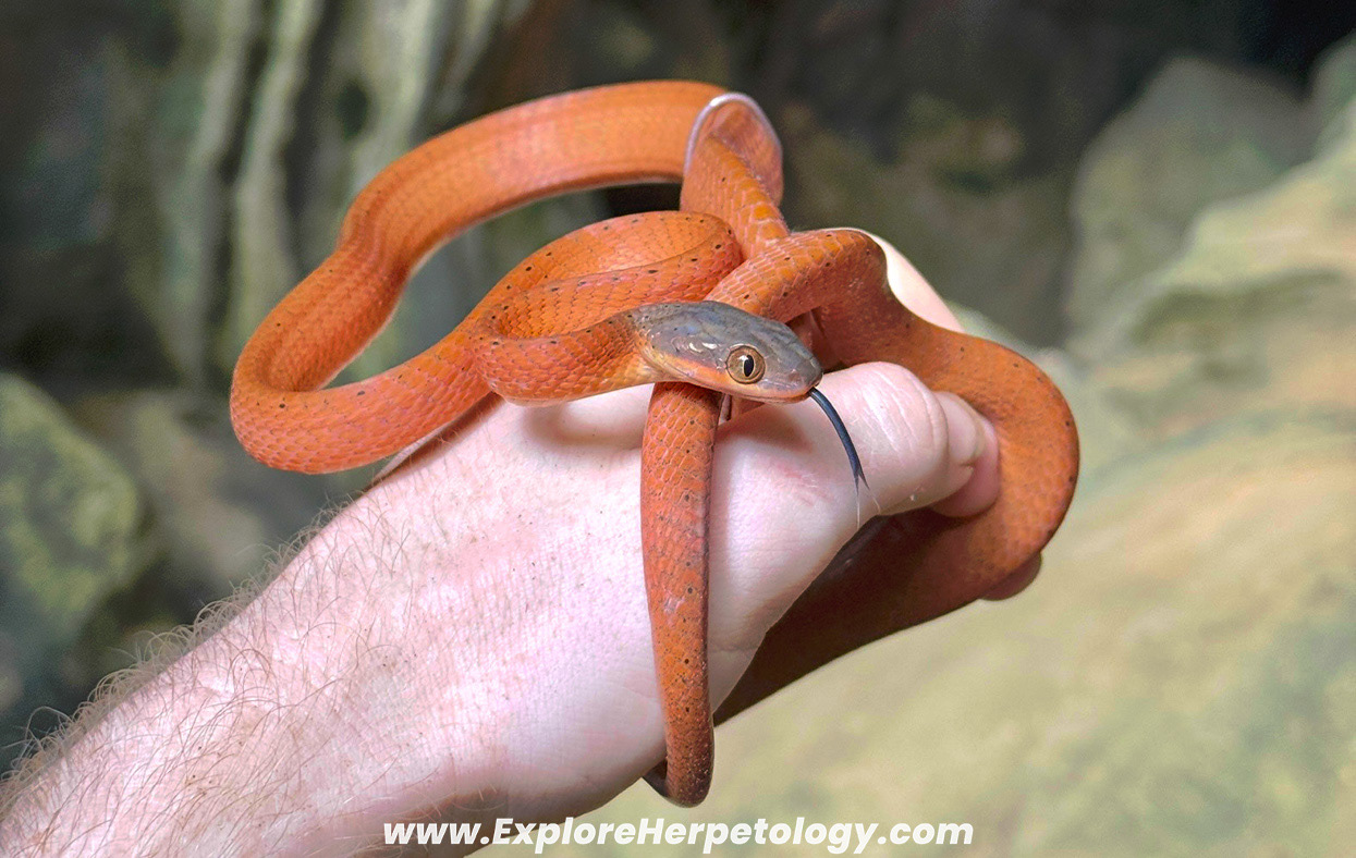 Dark-headed cat snake (Boiga nigriceps).