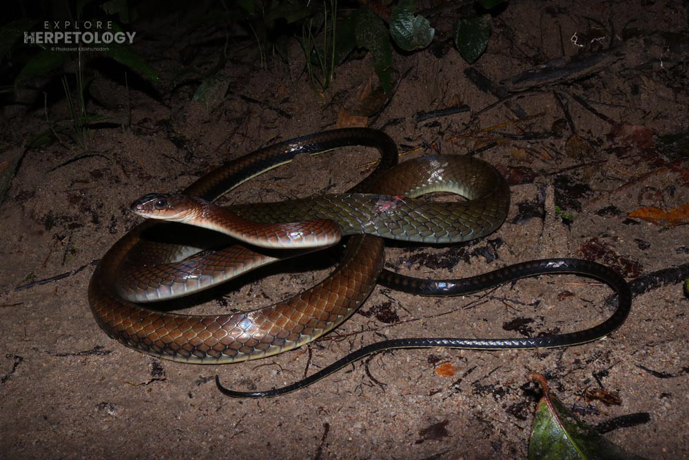 White-bellied rat snake (Ptyas fusca)